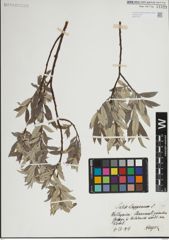 Foto von Salix lapponum L.